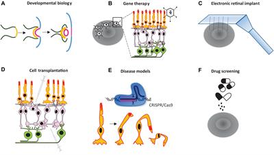 Functional 3-Dimensional Retinal Organoids: Technological Progress and Existing Challenges